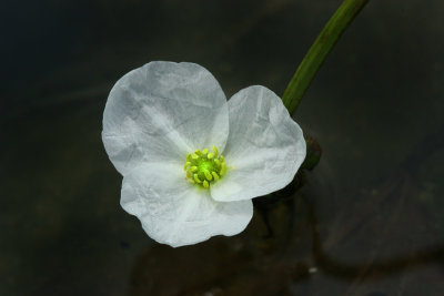 Sagittaria Water LilyCA.jpg