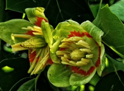 MagnoliaBlossomsCA.jpg