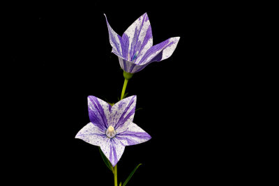 Balloon Flowers DualCAVSpD2.jpg