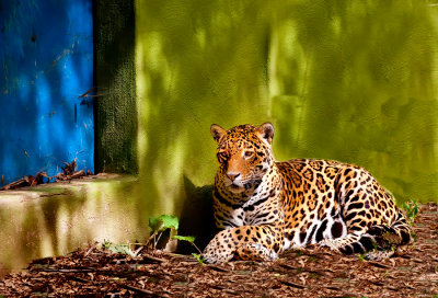 JaguarDVSCA.jpg