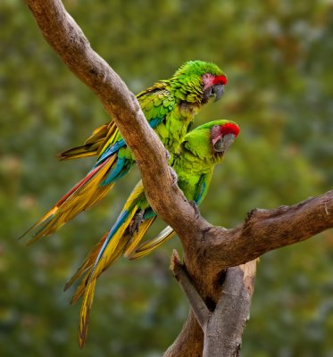 Macaws-Noel.jpg