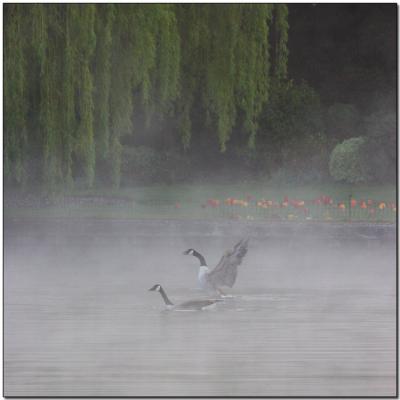 Morning geese.jpg