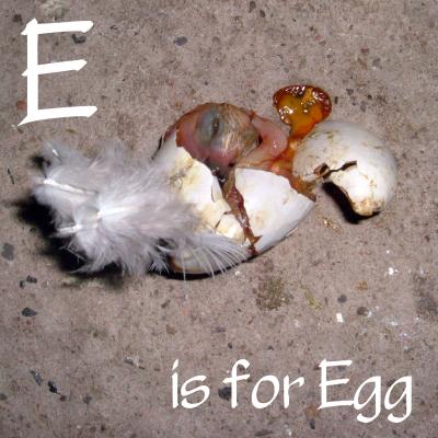 E is for egg.jpg