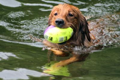 Darby
