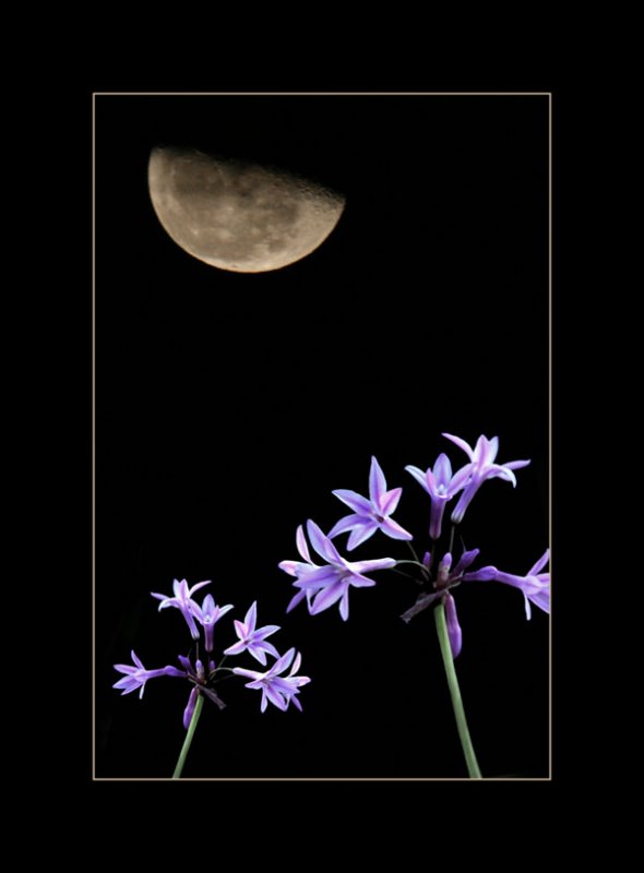 Moon over flowers...