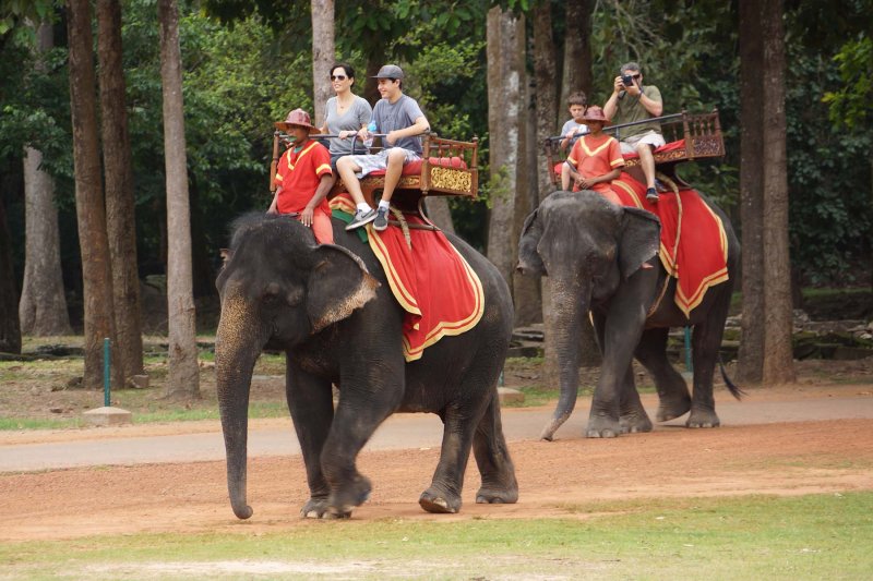 Elephant Ride