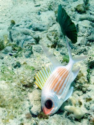 Underwater_St_John_St_Thomas_72_05.JPG