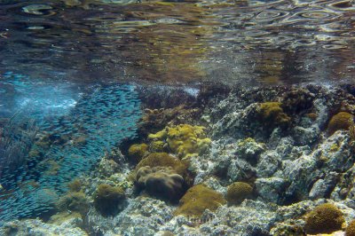 Underwater_St_John_St_Thomas_72_16.JPG