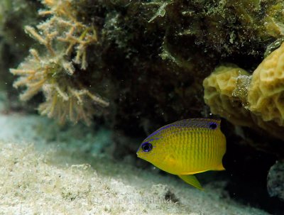 Underwater_St_John_St_Thomas_72_27.JPG