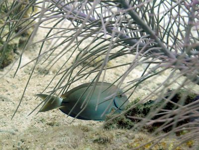 Underwater_St_John_St_Thomas_72_29.JPG