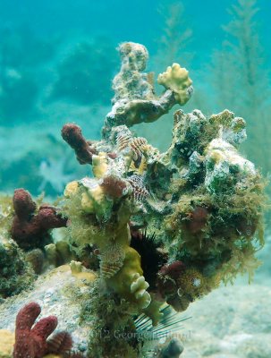 Underwater_St_John_St_Thomas_72_34.JPG