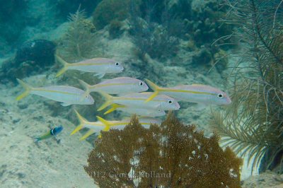 Underwater_St_John_St_Thomas_72_36.JPG