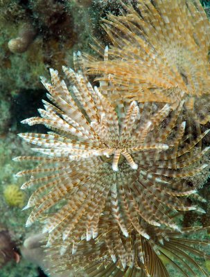 Underwater_St_John_St_Thomas_72_38.JPG