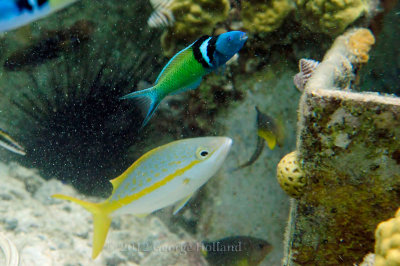 Underwater_St_John_St_Thomas_72_40.JPG