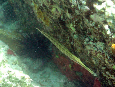 Underwater_St_John_St_Thomas_72_45.JPG