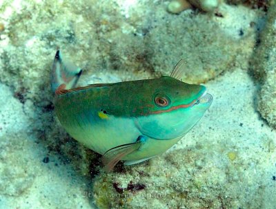 Underwater_St_John_St_Thomas_72_48.JPG