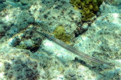 Underwater_St_John_St_Thomas_72_52.JPG