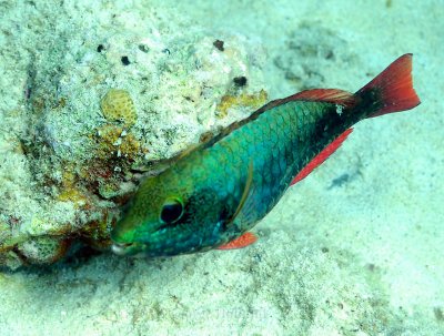 Underwater_St_John_St_Thomas_72_60.JPG