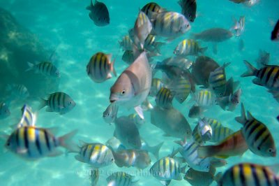 Underwater_St_John_St_Thomas_72_63.JPG