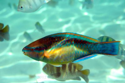 Underwater_St_John_St_Thomas_72_68.JPG