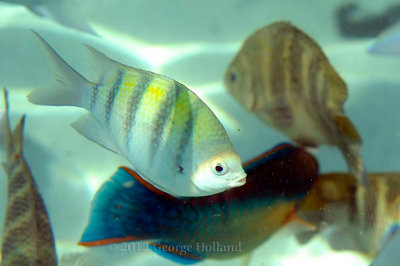 Underwater_St_John_St_Thomas_72_69.JPG