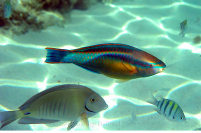 Underwater_St_John_St_Thomas_72_70.JPG