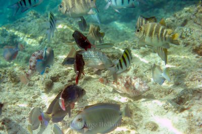 Underwater_St_John_St_Thomas_72_72.JPG