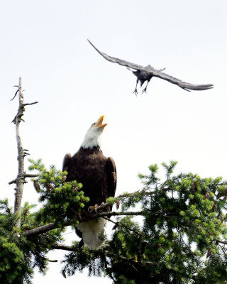 Eagle_Crow_3348s_72pi.jpg