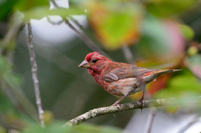 Bird_7443_72.jpg