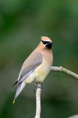 Bird_7449_72.jpg