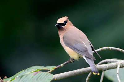 Bird_7457_72.jpg