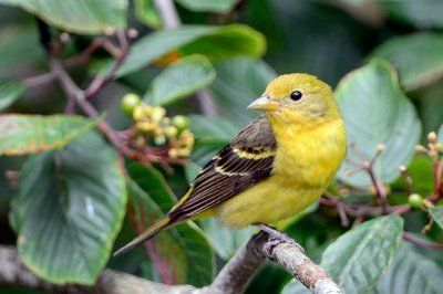 Bird_7463_72.jpg