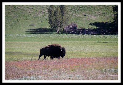 Bison Grazing in Yellowstone