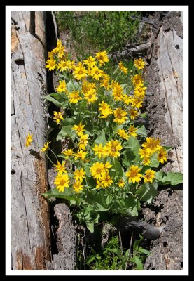 Coreopsis and Logs