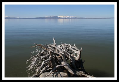 Driftwood on Yellowstone Lake