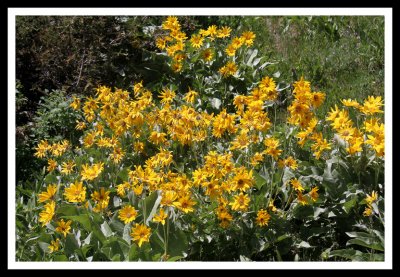 Flowers in Yellowstone