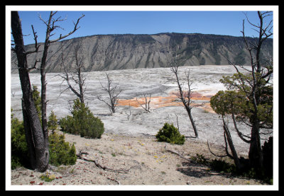 Forest and Hot Springs