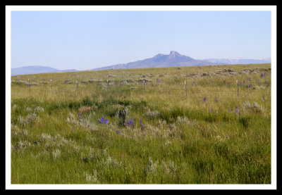 Heart Mountain Detachment Fault and Lupine