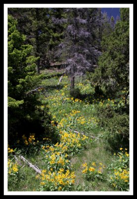 Yellow Flowers on Hillside