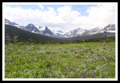 Flowers and Mountains