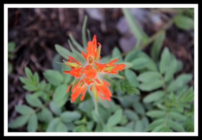 Mountain Flower