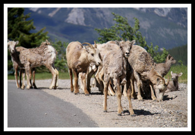 Family of Mountain Goats