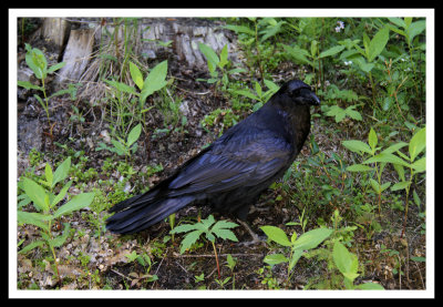 Giant Raven