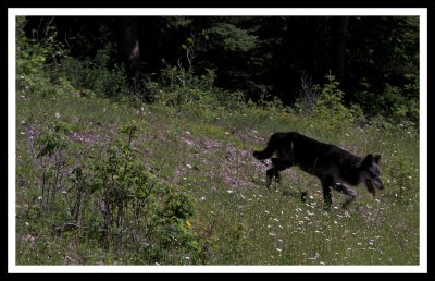 Wolf on Walkabout