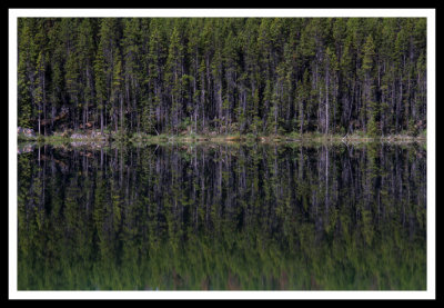 Hector Lake Trees Abstract