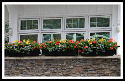 Banff Springs Window Flowers