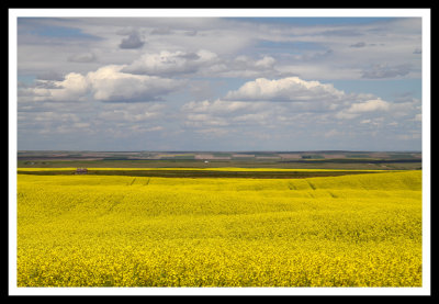 Fields of Canola