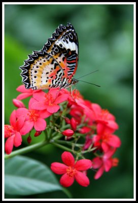 Posed Butterfly