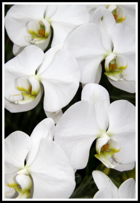 White Orchid Patterns