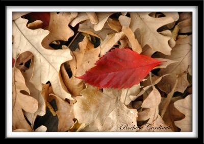 Red Leaf